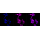 KD-Validated CCNA2 Rabbit mAb (20 μl)