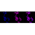 KD-Validated CCNA2 Rabbit mAb (20 μl)