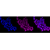 KD-Validated CDC25C Rabbit mAb (20 μl)