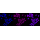 KD-Validated CDC16 Rabbit mAb (20 μl)