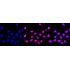 KD-Validated CDC40 Rabbit mAb (20 μl)