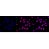 KD-Validated CDC23 Rabbit mAb (20 μl)