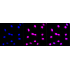 KD-Validated ABCG2 Rabbit mAb (20 μl)