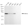 KD-Validated ABCG2 Rabbit mAb (20 μl)