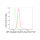 KD-Validated ARF6 Rabbit mAb (20 μl)