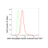 KD-Validated ARF6 Rabbit mAb (20 μl)