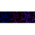 KD-Validated ARF6 Rabbit mAb (20 μl)
