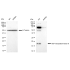 KD-Validated ARF6 Rabbit mAb (20 μl)