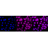 KD-Validated CTCF Rabbit mAb (20 μl)