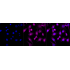KD-Validated CAPN1 Rabbit mAb (20 μl)