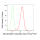KD-Validated DHFR Rabbit mAb (20 μl)