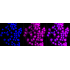 KD-Validated DHFR Rabbit mAb (20 μl)