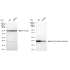 KD-Validated DHFR Rabbit mAb (20 μl)