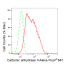 KD-Validated CA2 Rabbit mAb (20 μl)