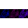 KD-Validated CA2 Rabbit mAb (20 μl)
