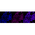 KD-Validated CA2 Rabbit mAb (20 μl)