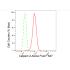 KD-Validated CAPN2 Rabbit mAb (20 μl)