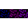 KD-Validated CAPN2 Rabbit mAb (20 μl)