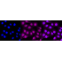 KD-Validated CAPN2 Rabbit mAb (20 μl)