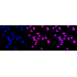 KD-Validated DDX5 Rabbit mAb (20 μl)