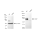 KD-Validated CD97 Rabbit mAb (20 μl)