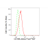 KD-Validated CD166 Rabbit mAb (20 μl)