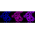 KD-Validated CLGN Rabbit mAb (20 μl)
