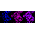 KD-Validated CLGN Rabbit mAb (20 μl)