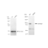KD-Validated CLGN Rabbit mAb (20 μl)