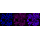 KD-Validated CLGN Rabbit mAb (20 μl)