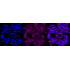 KD-Validated CLGN Rabbit mAb (20 μl)