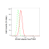 KD-Validated EOGT Rabbit mAb (20 μl)