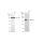 KD-Validated EOGT Rabbit mAb (20 μl)