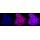 KD-Validated CLIC4 Rabbit mAb (20 μl)