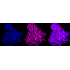 KD-Validated CLIC4 Rabbit mAb (20 μl)