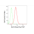 KD-Validated BCL10 Rabbit mAb (20 μl)