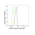 KD-Validated CSDE1 Rabbit mAb (20 μl)