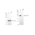 KD-Validated CSDE1 Rabbit mAb (20 μl)