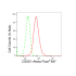 KD-Validated CSDE1 Rabbit mAb (20 μl)