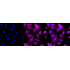 KD-Validated CSDE1 Rabbit mAb (20 μl)