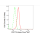 KD-Validated CDC73 Rabbit mAb (20 μl)