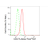 KD-Validated CDC73 Rabbit mAb (20 μl)
