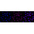 KD-Validated CDC73 Rabbit mAb (20 μl)