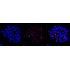 KD-Validated CSE1L Rabbit mAb (20 μl)
