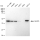 KD-Validated ABHD5 Rabbit mAb (20 μl)