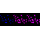 KD-Validated ANP32B Rabbit mAb (20 μl)