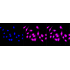 KD-Validated ANP32B Rabbit mAb (20 μl)