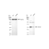 KD-Validated ANP32B Rabbit mAb (20 μl)