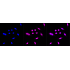 KD-Validated ALPI Rabbit mAb (20 μl)