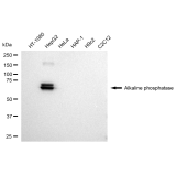 KD-Validated ALPI Rabbit mAb (20 μl)